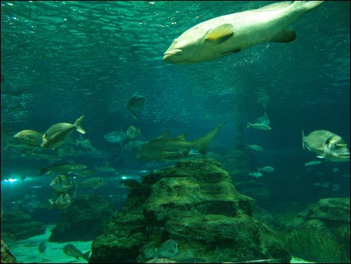 Barcelona
Aquarium
