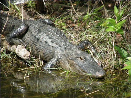 Everglades Nat'l Park
Aligator