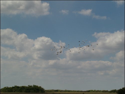 Everglades Nat'l Park
Flock of Ibises