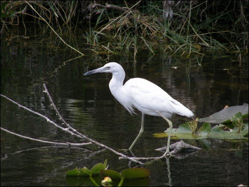 Everglades Nat'l Park
Heron