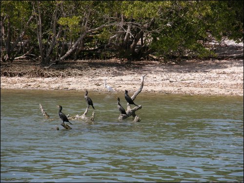 Everglades Nat'l Park
Ten Thousand Islands
Cormorants & Heron