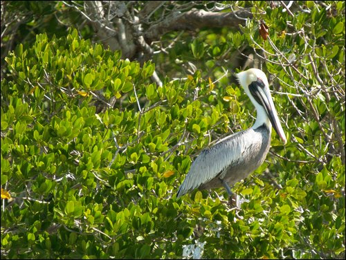 Everglades Nat'l Park
Ten Thousand Islands
Pelican