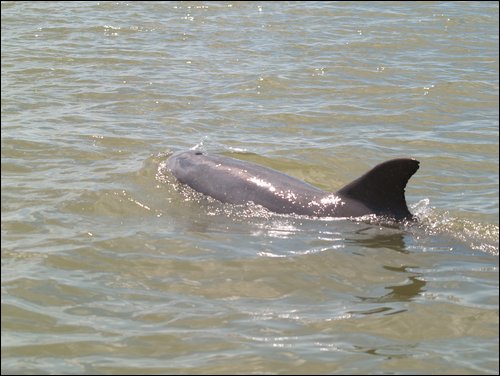Everglades Nat'l Park
Mangrove Tour
Dolphin