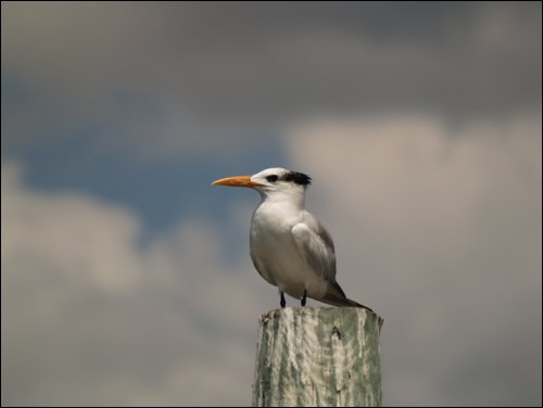 Everglades Nat'l Park
Mangrove Tour
Tern