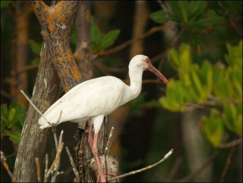 Everglades Nat'l Park
Mangrove Tour
Ibis