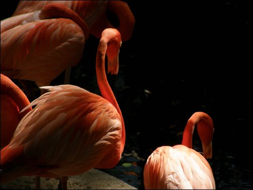 Tampa
Lowry Park Zoo
Flamingo
