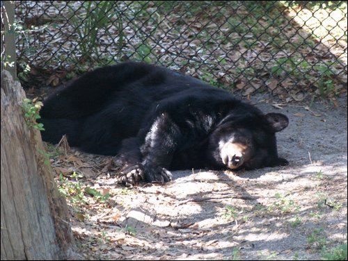 Tampa
Lowry Park Zoo
Black Bear