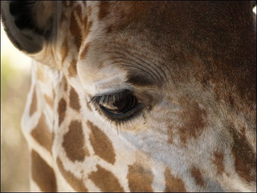 Tampa
Lowry Park Zoo
Giraffe