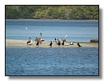 Everglades Nat'l Park
Ten Thousand Islands
Pelicans & Cormorants